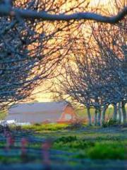 Morning sickness aft