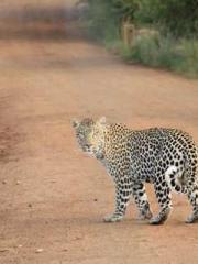 lt;Heavenly Fire Dyn