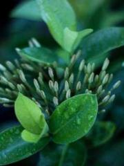 A Heavenly Gift: The