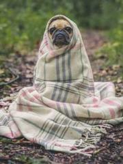 Two Treasures Arrive