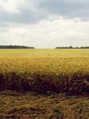 lt;lt;Know Green, Do