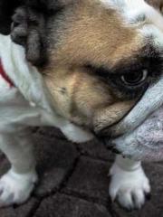 One Pregnancy, Two B