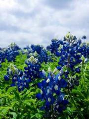 lt;The Dragon Discar