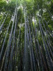 Become a big shot in